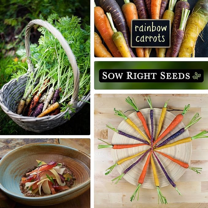 Sow Right Seeds - Rainbow Mix Carrot Seed for Planting - Non-GMO Heirloom Packet with Instructions to Plant a Home Vegetable Garden - Orange, Red, Purple, White Variety Mix for Colorful Harvest (4)