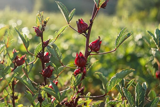 Plant Good Seed Organic Hibiscus sabdariffa/Jamaica/Red Roselle Seeds for Planting: Culinary and Tea Herb, Red Fleshy Calyces - 30 Seed Packet