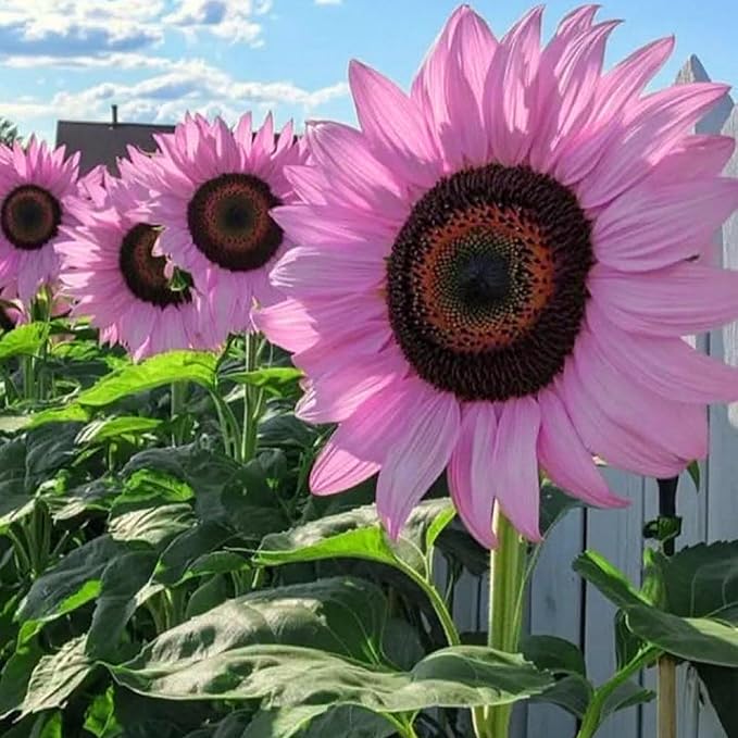 Mix Sunflower Seeds for Planting, 500+pcs Rare Perennial Sunflower Flowers Seeds to Plant, Non-GMO Heirloom Colored Beauty Flowers Plants Attracts Pollinators for Home Garden Outdoors