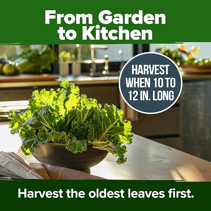 HOME GROWN Georgia Southern Collard Green Seeds – Bulk 2 Pack (600 High-Germination Non-GMO Heirloom Seeds) – for Planting in Vegetable Gardens (Brassica oleracea).
