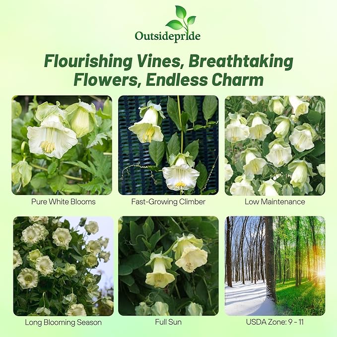 Outsidepride White Cobea Cup and Saucer Vine Seeds - 200 Pcs Perennial Climbing Vine Flower Seeds with Lush Foliage & Large Flowers That Attract Pollinators, for Fences, Trellises, or Walls