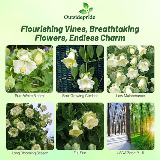 Outsidepride White Cobea Cup and Saucer Vine Seeds - 200 Pcs Perennial Climbing Vine Flower Seeds with Lush Foliage & Large Flowers That Attract Pollinators, for Fences, Trellises, or Walls