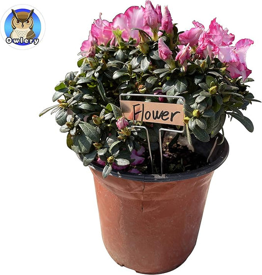 Copper Plate Metal Plant Labels Garden Stake Tags Reusable Planting Gardening Markers (5 x 2.6 inch)