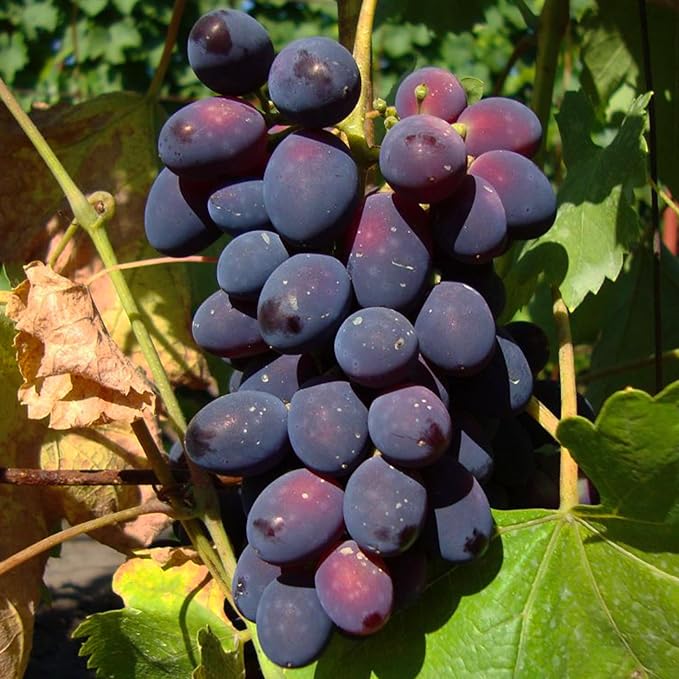 Mix Organic Grape Seeds for Planting Outdoor, 50pcs Perennial Organic Grapes Fruit Seeds Sweet Edible Plants, Non-GMO Heirloom Sweet Juicy Fruits Plants in Your Home Garden