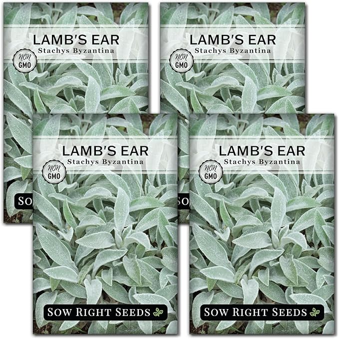 Sow Right Seeds - Lambs Ear Seeds for Planting - Non-GMO Heirloom Packet with Instructions to Grow an Outdoor Flower Garden - Wooly Silver Leaves, Perennial Foliage - Stachys for Rock Gardens (4)