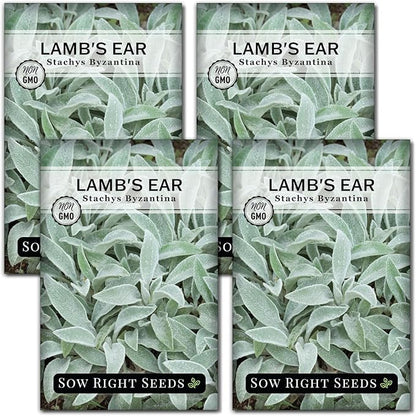 Sow Right Seeds - Lambs Ear Seeds for Planting - Non-GMO Heirloom Packet with Instructions to Grow an Outdoor Flower Garden - Wooly Silver Leaves, Perennial Foliage - Stachys for Rock Gardens (4)