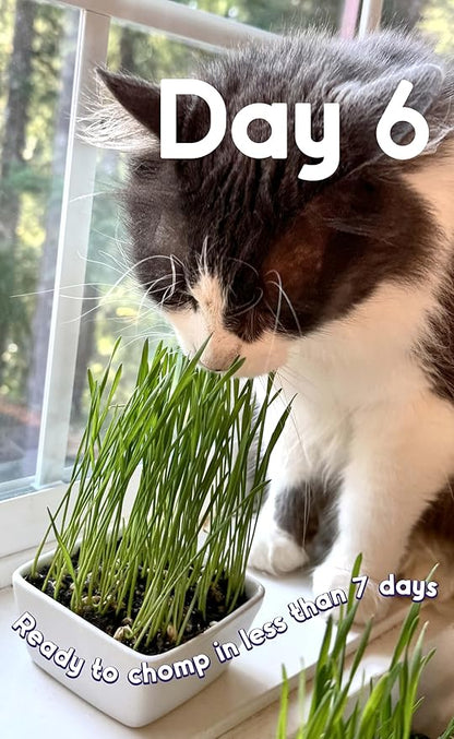 Cat Grass Seed Deluxe Non-GMO Blend Cats Love + Grows 50 Pots (Over 620 Sq in) Ready in 5 Days + Full Range of Tastes/Textures That More Cats Will Love for Indoor Cats–8000+ Seeds