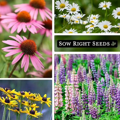 Sow Right Seeds - Perennial 5 Flower Garden Seed Collection for Planting - Russell Lupine, Black-Eyed Susan, Shasta Daisy, Purple Coneflower & Blue Columbine - Non-GMO Heirloom Packets Home Gardening