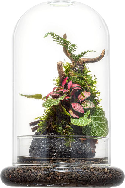 Glass Cloche Dome Terrarium with Base & Ventilation Holes -7.9"x4.7"Clear Display Case for Carnivorous Plants,Succulents,Venus Flytrap & Eternal Roses,Small Desktop Decor Gift Box(No Plants Included)