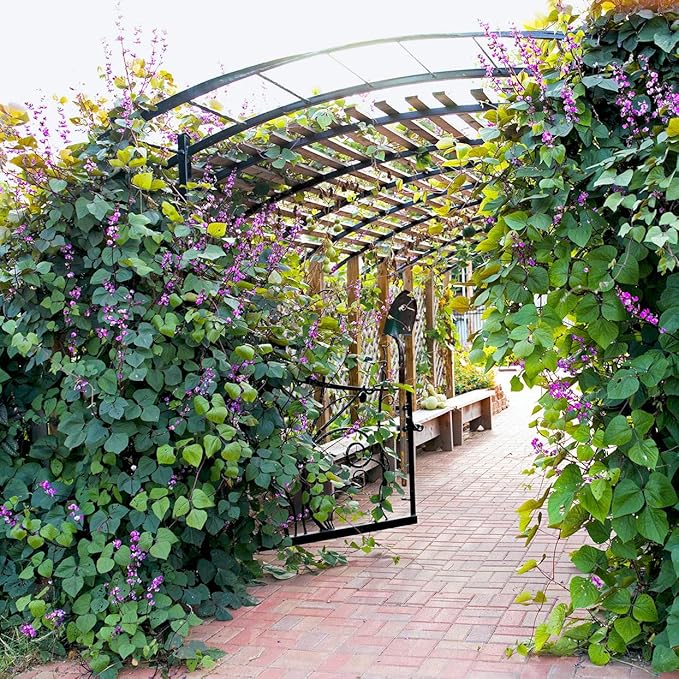 TomorrowSeeds - Purple Moon Hyacinth Bean (Pole) Seeds - 90+ Count - for 2026 Planting Lablab Purpureus Dolichos Tonga Njahi Seim Bataw Flat Beans USA Garden Vegetable Grow Your Own Home Farm Patio