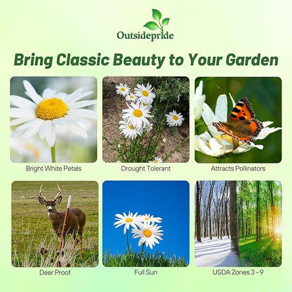 Outsidepride Shasta Daisy Chrysanthemum Seeds - 1 Lb. Perennial Deer Proof, Drought Tolerant, Wildflower Seeds for Pollinator Gardens, Cut Flowers & Water-Efficient, Low Maintenance Landscaping