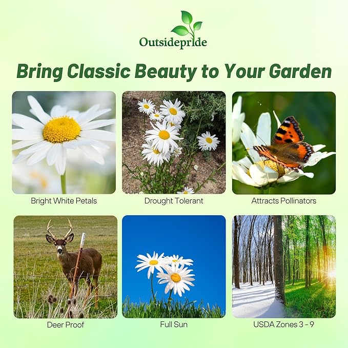 Outsidepride Shasta Daisy Chrysanthemum Seeds - 5 Lbs. Perennial Deer Proof, Drought Tolerant, Wildflower Seeds for Pollinator Gardens, Cut Flowers & Water-Efficient, Low Maintenance Landscaping