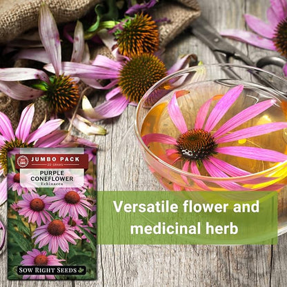 Sow Right Seeds - Bulk Purple Coneflower Echinacea Flower Seeds for Planting - 20 Grams, 5500 Seeds - Non-GMO Heirloom Jumbo Pack with Instructions to Plant an Herbal Tea Garden - for Pollinators