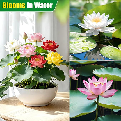 Mixed Lotus Seeds for Planting in Water, 160+ Water Lily Flower Plant Seeds, Grow Stunning Lotus Flowers in Ponds & Gardens
