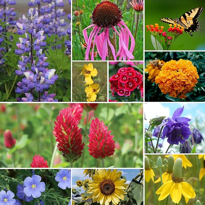 Wildflower Seeds Bulk, 1/4 lb, 100,000+ Seeds, 26 Variety Mix with Zinnia, Milkweek Seed, Attracts Pollinators, Plant in Spring or Fall, Zones 3, 4, 5, 6, 7, 8, 9, 10