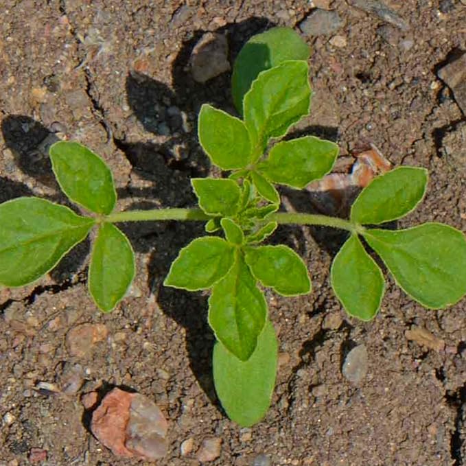 Seed Needs Cleome Seeds for Planting Spider Plants - Heirloom & Open Pollinated Wildflower Seeds to Grow a Butterfly Garden to Attract Pollinators (5 Packs)