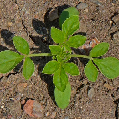 Seed Needs Cleome Seeds for Planting Spider Plants - Heirloom & Open Pollinated Wildflower Seeds to Grow a Butterfly Garden to Attract Pollinators (5 Packs)