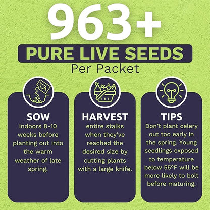 Organic Celery Seeds ‘Tall Utah’ – Two Seed Packets! – Over 1,926 Open Pollinated Heirloom Non-GMO Seeds – Sweet Yards Seed Co.