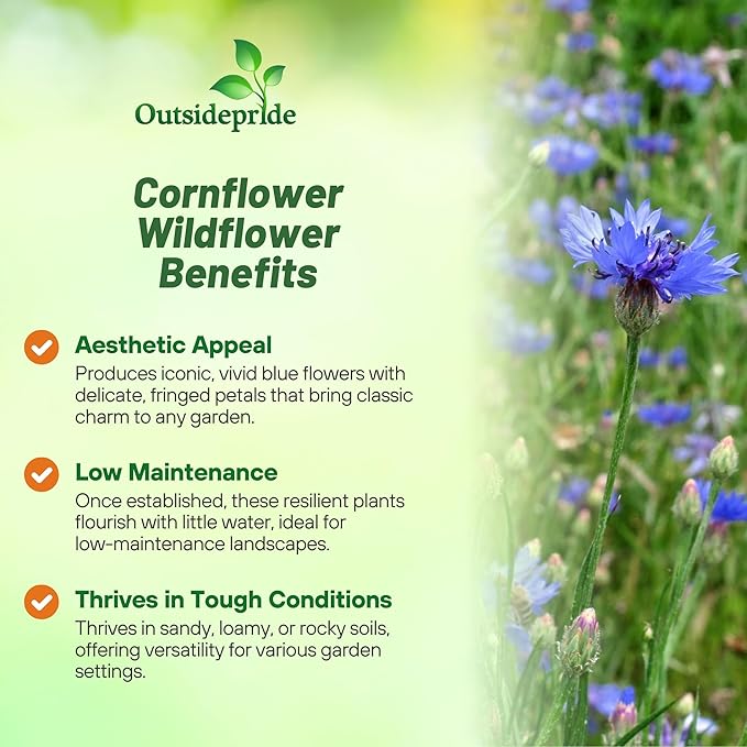 Outsidepride Blue Cornflower Seeds for Planting - 1/4 lb. Annual Bachelor's Button Flower Seeds for Cut Flower Gardens, Drought-Tolerant, Attracts Pollinators, Ideal for Borders & Bouquets