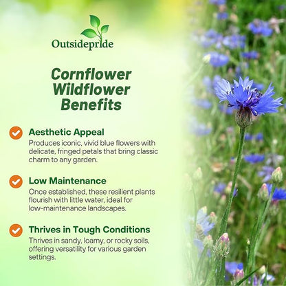 Outsidepride Blue Cornflower Seeds for Planting - 1/4 lb. Annual Bachelor's Button Flower Seeds for Cut Flower Gardens, Drought-Tolerant, Attracts Pollinators, Ideal for Borders & Bouquets