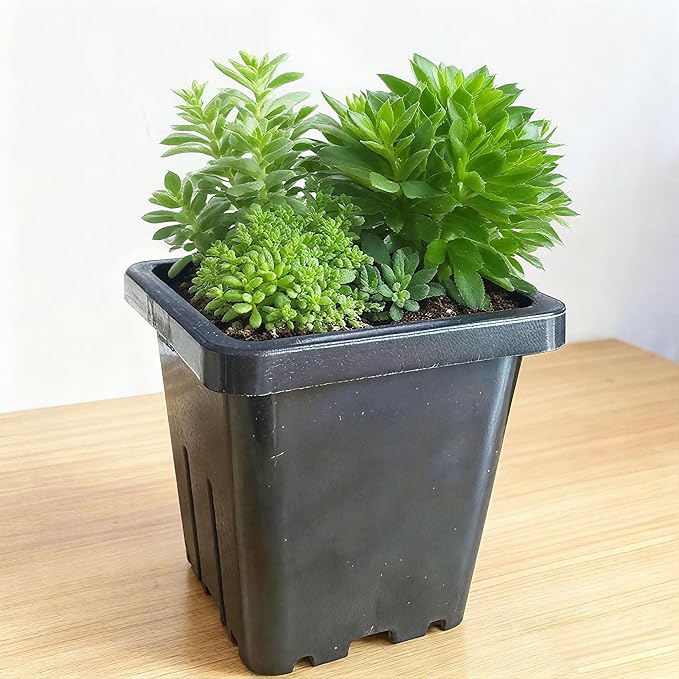 2 Inch Square Plant Nursery Pots (Black+Clear),50Pcs Seedling Planter Seed Starter Pots,Sturdy Small Plastic Pots with Drainage Holes