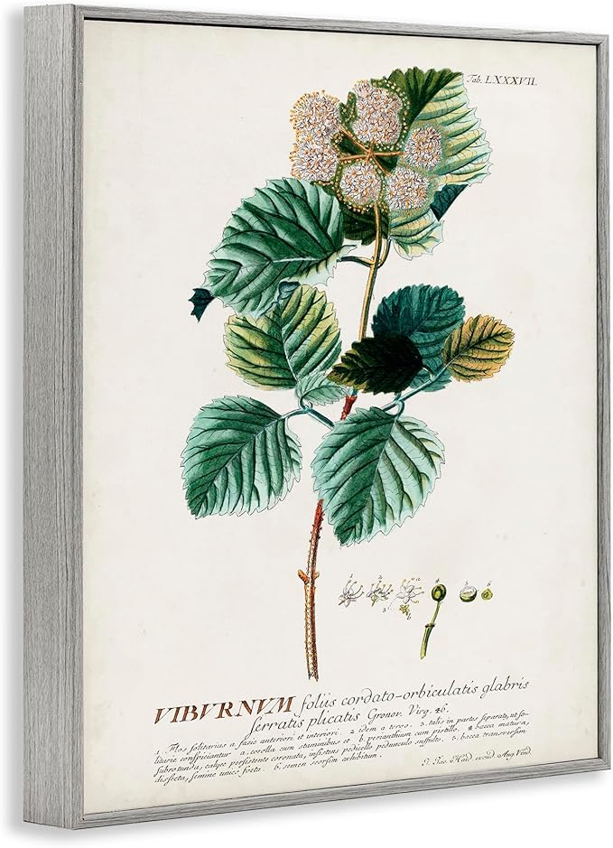 Stupell Industries Botanical Plant Illustration Seeds Vintage Design Grey Framed Wall Art, Multi-Color