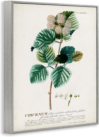 Stupell Industries Botanical Plant Illustration Seeds Vintage Design Grey Framed Wall Art, Multi-Color