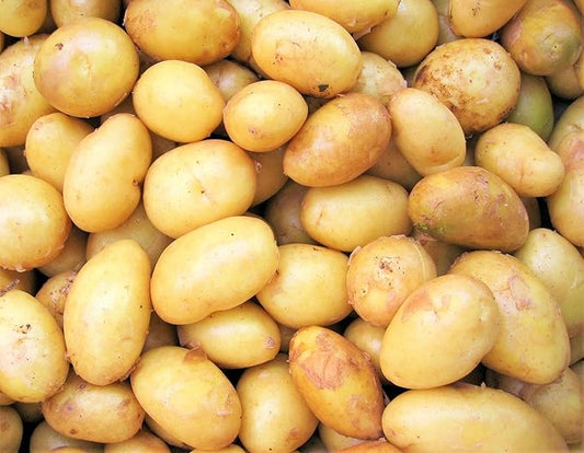 TomorrowSeeds - PRE-Order Now! Ships April 2026 - Kennebec Seed Potatoes Seeds - 2 Pounds - for 2026 Planting Certified for Growers White Potato Beige Tan Thin Skin USA Garden Growing Planting