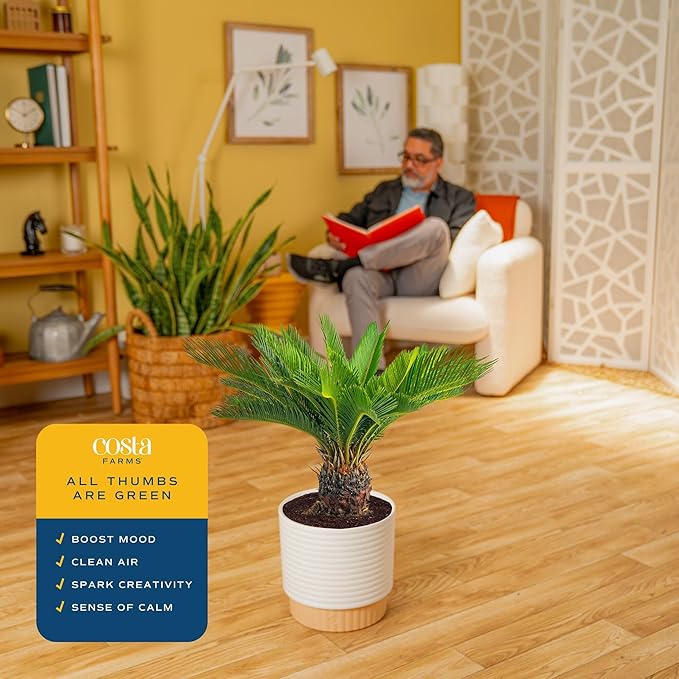 Costa Farms Sago Palm Live Plant in Decorative Pot, Easy to Maintain Large Indoor Houseplant, Perfect for Home, Room, or Office Decor, Great House Warming or Birthday Gift, 2-3 Feet Tall