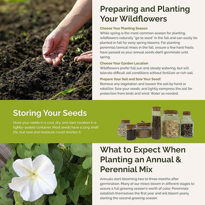 Eden Brothers Top O The Morning Flower Mixed Seeds for Planting, 1/4 lb, 120,000+ Seeds with Morning Glory, Moonflower | Attracts Pollinators, Plant in Spring or Fall, Zones 3, 4, 5, 6, 7, 8, 9, 10