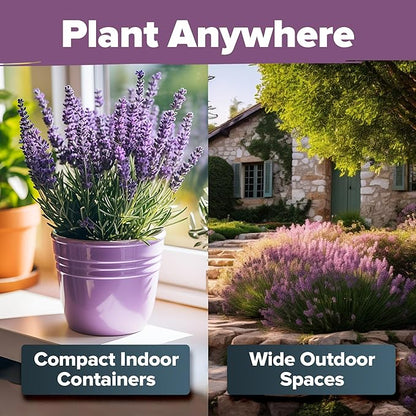 HOME GROWN Non GMO English Lavender Seeds 1,500+ Wildflower Seed for Planting Indoor/Outdoor, High Germination, Plant Flower Seeds (Lavandula antustifolia)