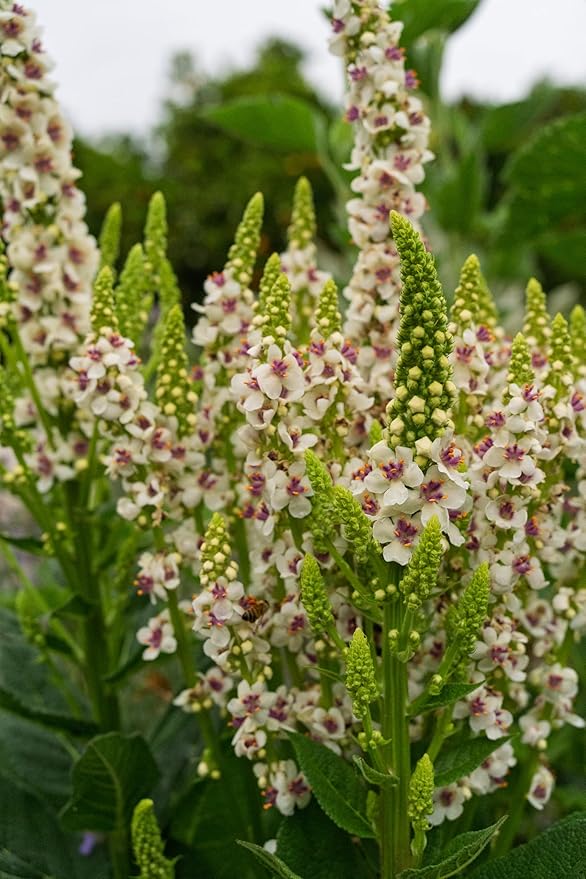 Plant Good Seed Organic Purple Throated Mullein Seeds for Planting: Medicinal Tea Herb, Pink and White Flowers - 250 Seed Packet