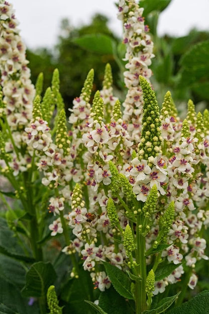 Plant Good Seed Organic Purple Throated Mullein Seeds for Planting: Medicinal Tea Herb, Pink and White Flowers - 250 Seed Packet