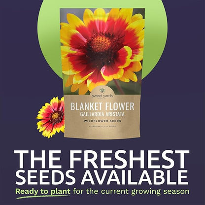 Blanket Flower – Gaillardia aristata – Large 4 Ounce Packet – 36,000 Flower Seeds for Planting