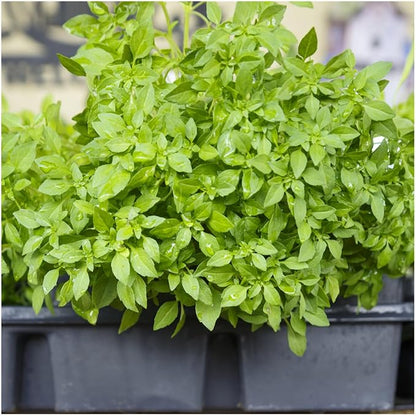 Seed Needs Spicy Globe Basil/Thai Basil Seeds for Planting Fresh Kitchen Herbs - Non-GMO Heirloom & Untreated Annual Herb Seed to Plant a Culinary Garden Indoors or Outdoors