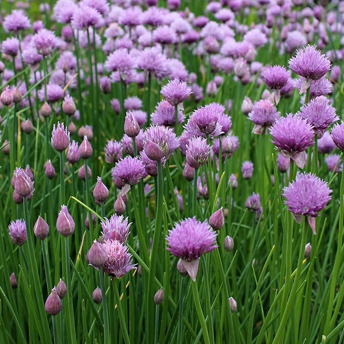 Outsidepride 1 lb. Perennial Chives Herb Garden Seeds for Microgreens, Sprouts, & Cooking