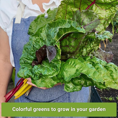 Sow Right Seeds - Swiss Chard Seed Collection for Planting - Includes Rainbow, Fordhook, Ruby Red - Non-GMO Heirloom Varieties - Perfect for a Vegetable Garden - Grow Your Own Leafy Greens