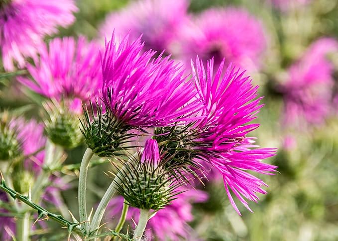 150+ Seeds Blessed Milk Thistle Medicinal - Herb Purple