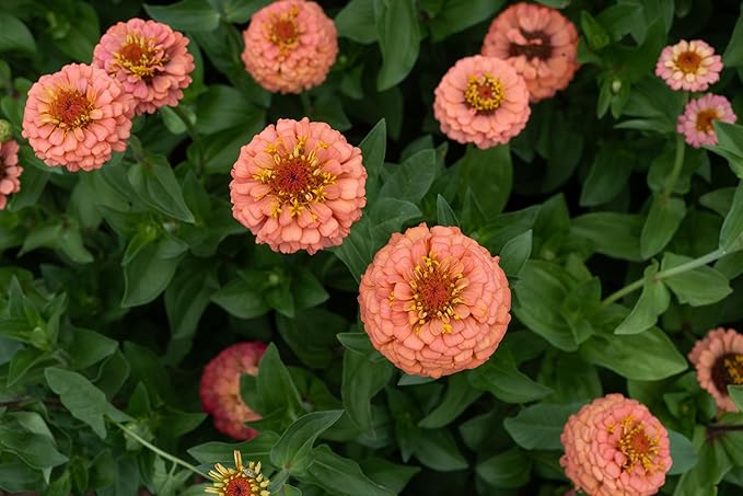 Plant Good Seed Organic Oklahoma Salmon Zinnia Seeds for Planting: Medium Double/Semidouble Flowers, Pink Orange Blossoms - 100 Seed Packet