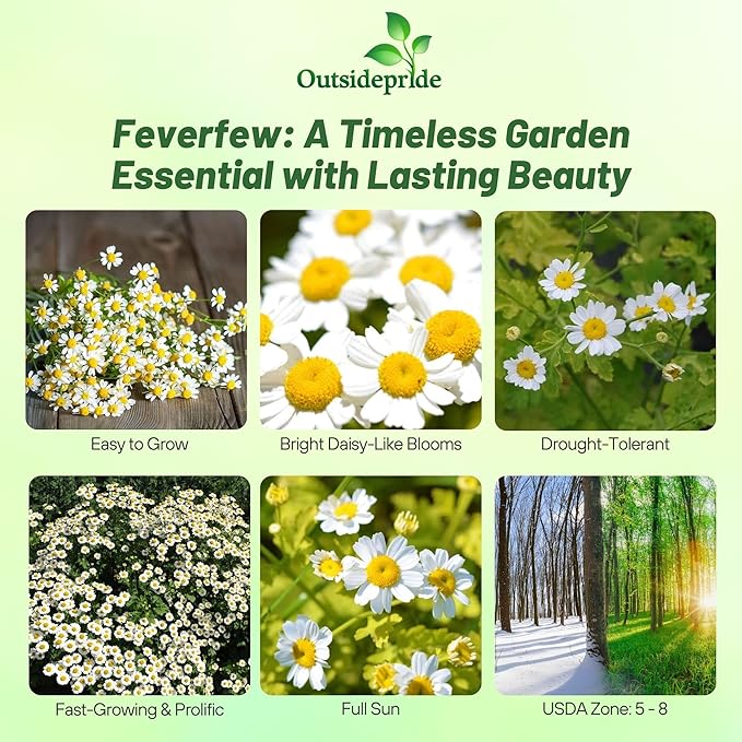 Outsidepride Feverfew Chrysanthemum Seeds - 5000 Pcs. Perennial, Drought Tolerant Flower Seeds for Planting in Pollinator Gardens, Cut Flowers & Low Maintenance Landscaping