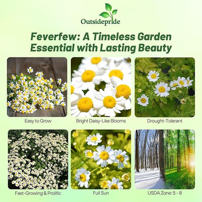 Outsidepride Feverfew Chrysanthemum Seeds - 10000 Pcs. Perennial, Drought Tolerant Flower Seeds for Planting in Pollinator Gardens, Cut Flowers & Low Maintenance Landscaping
