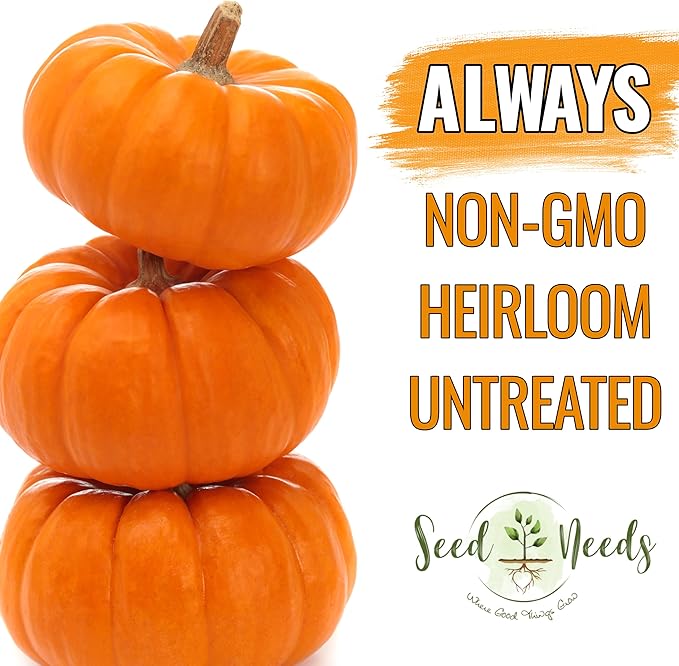 Seed Needs Pumpkin Seeds for Planting a Collection of Mini Pumpkins - Non-GMO Heirloom & Untreated Pumpkin Seed to Plant an Outdoor Pumpkin Patch - Baby Boo & Jack Be Little