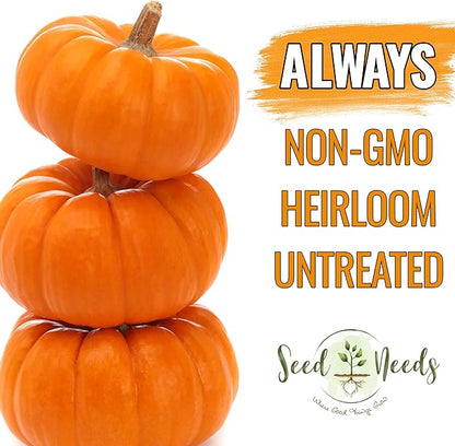 Seed Needs Pumpkin Seeds for Planting a Collection of Mini Pumpkins - Non-GMO Heirloom & Untreated Pumpkin Seed to Plant an Outdoor Pumpkin Patch - Baby Boo & Jack Be Little