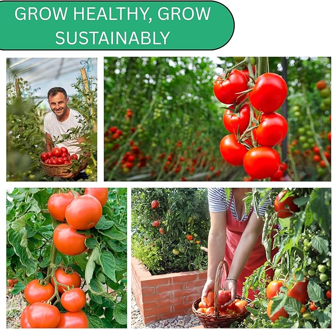Roma VF Determinate Tomato Seeds for Planting – Heirloom Non-GMO Paste Tomatoes for Sauce & Canning | Woods Creek Seeds