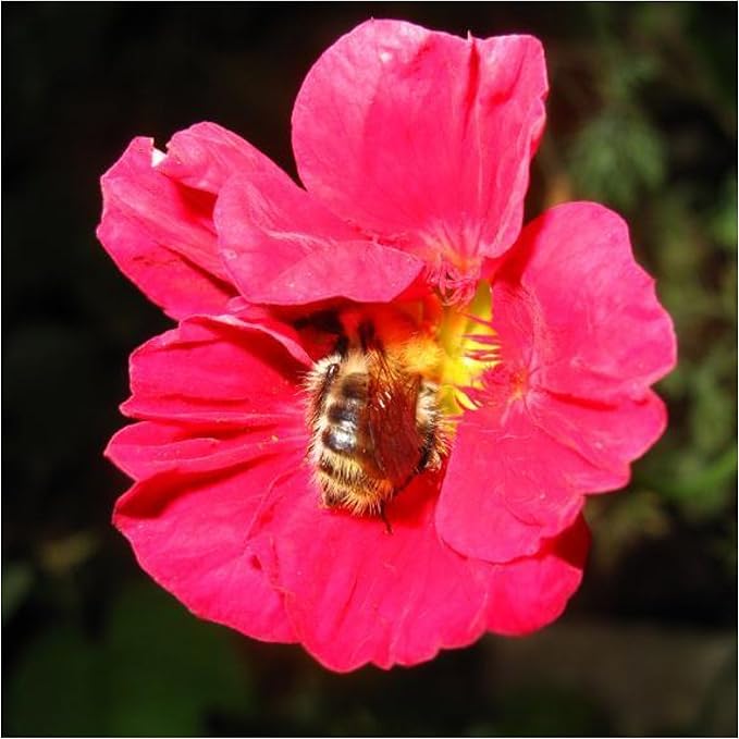 Seed Needs Nasturtium Seeds Cherry Rose Variety | 350+ Seeds Tropaeolum Minus Annual Flower Seed | Edible Flowers Red Cherry Color Prolific Blooms | Nasturtiums Flowering Seed Garden Favorite | Bulk
