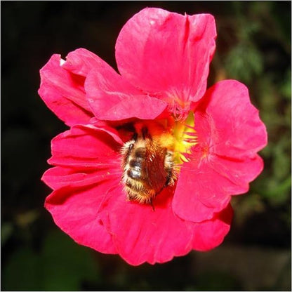 Seed Needs Nasturtium Seeds Cherry Rose Variety | 350+ Seeds Tropaeolum Minus Annual Flower Seed | Edible Flowers Red Cherry Color Prolific Blooms | Nasturtiums Flowering Seed Garden Favorite | Bulk