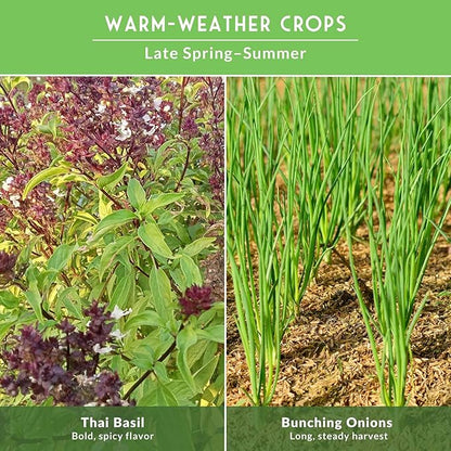 Survival Garden Seeds - Asian Vegetable Collection Seed Vault for Planting - Thai Basil, Napa Cabbage, Canton Pak Choi, Chinese Celery, Green Onions, Watermelon Radish - Non-GMO Heirloom Varieties