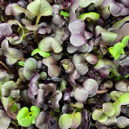 Todd's Seeds Rambo Sprouting Radish Seeds - Beautiful Red/Purple Colored Sprout, Non-GMO, Chemical Free, High Germination (1/2 Pound)