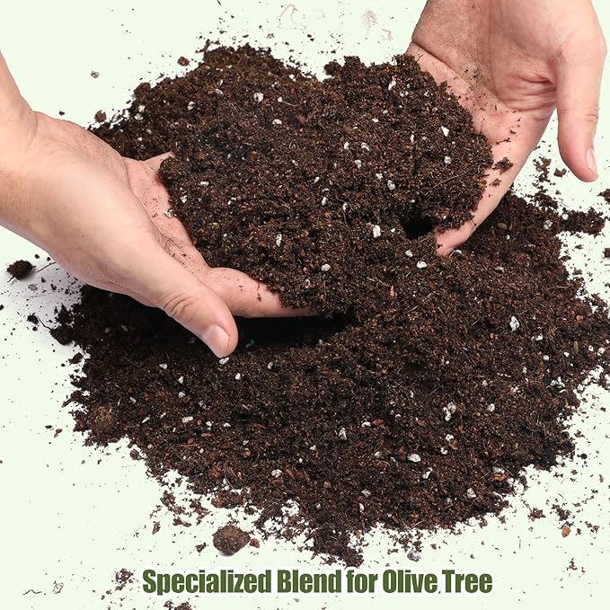 Premium Olive Tree Potting Mix 2qt, Uesed for The Propagation of Olive Trees by Cuttings or Seeds, Suitable for Planting, Repotting, and Growing Houseplant
