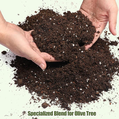 Premium Olive Tree Potting Mix 2qt, Uesed for The Propagation of Olive Trees by Cuttings or Seeds, Suitable for Planting, Repotting, and Growing Houseplant